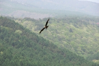 s-0013.jpg
